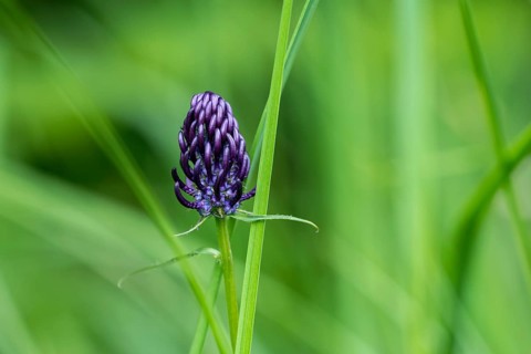 Black Rampion