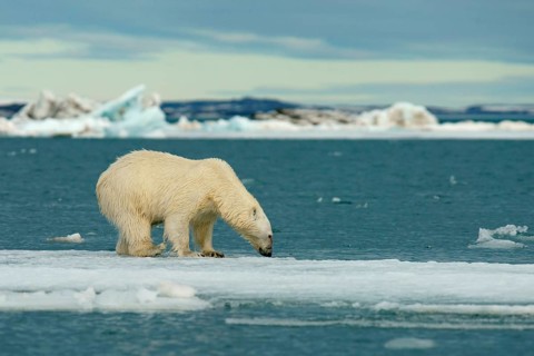 Polar bear