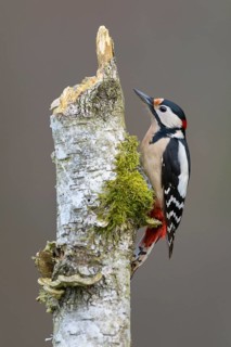 Great Spotted Woodpecker