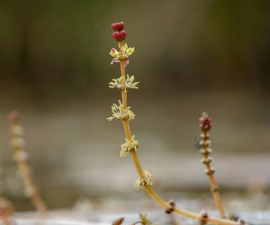 Flowers of Eurasian watermilfoil