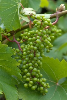 Ripening white grapes