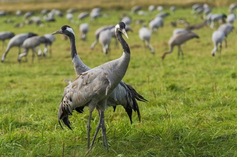 Common or European crane