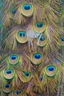 Indian or blue peafowl
