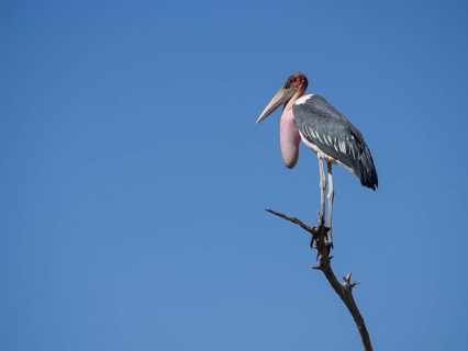 Marabou stork