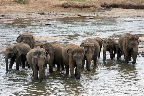 Asian or Asiatic elephants