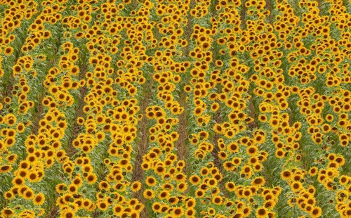 Sunflowers
