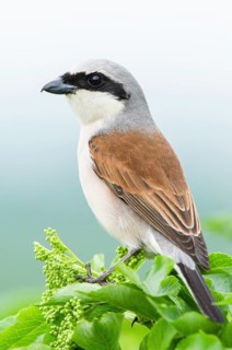 Red-backed shrike
