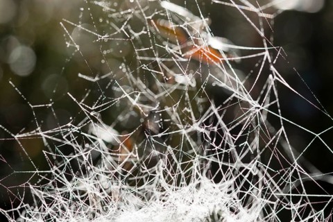 Cobweb of a Sheet Weaver
