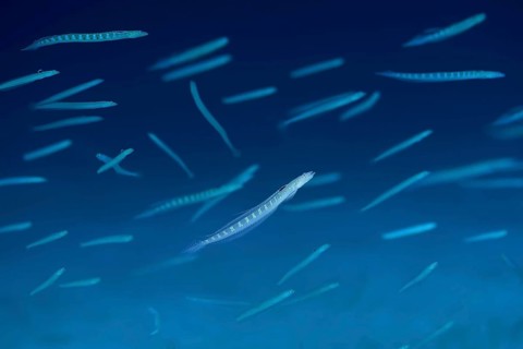 School of fish Red Sea Sand Diver