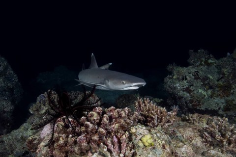 Whitetip reef shark