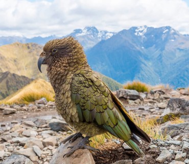 Mountain parrot