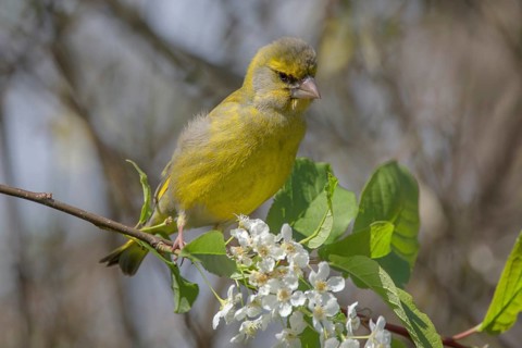 Greenfinch