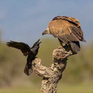 Griffon vulture