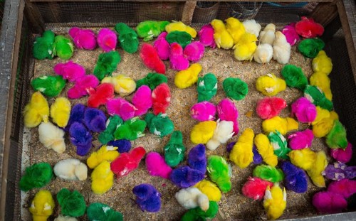 Colorfully colored chicks in tight cage