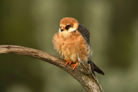 Red-footed Falcon