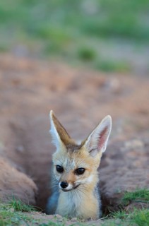 Cape Fox