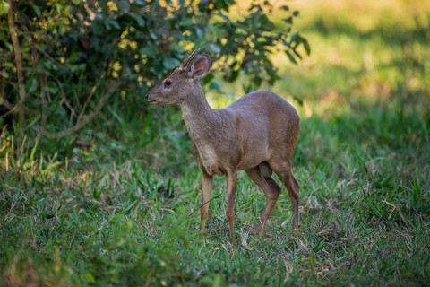 Red brocket