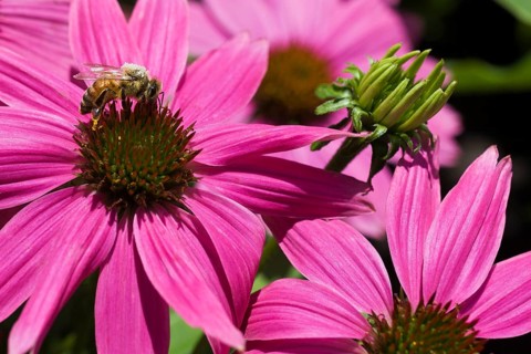 Pollen covered honey bee