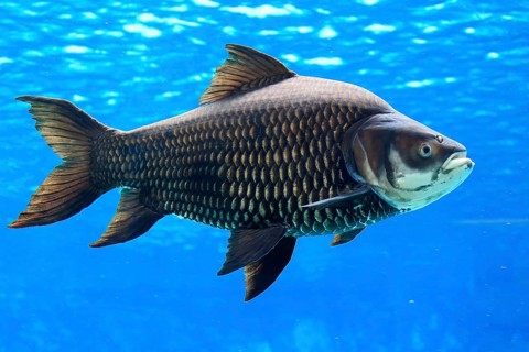 Giant Siamese Carp