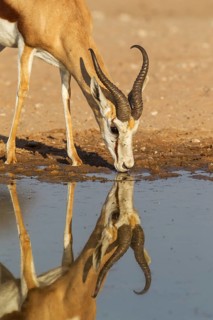 Springbok