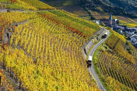 Vineyards in autumn