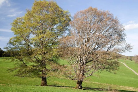 Wood pasture beech