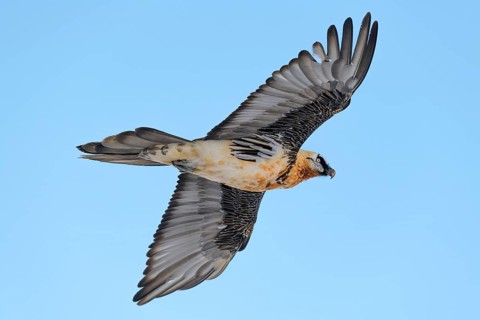 Bearded vulture
