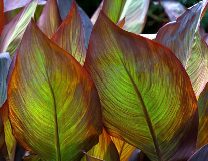 Leaves against the light