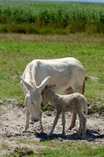White donkey with young foal