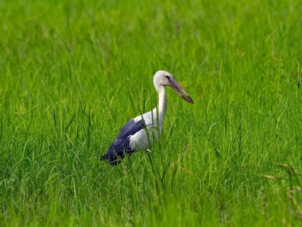 Asian Openbill