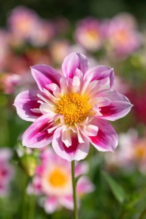 Dahlia