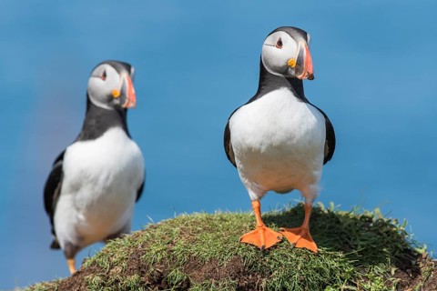 Puffin