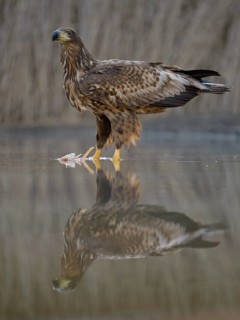 White-tailed eagle