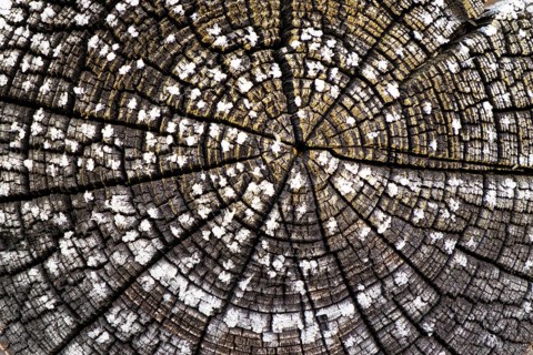 Tree-rings