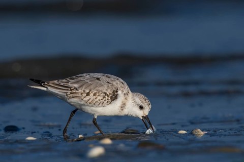 Sanderling