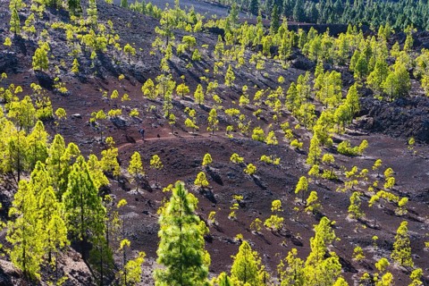 Canary pine