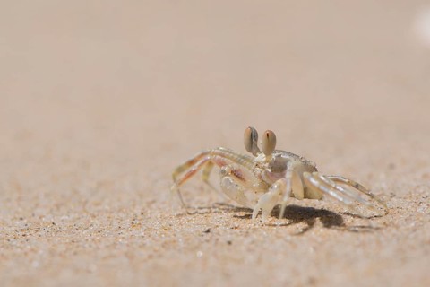 Young European green crab