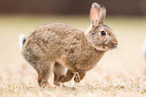Wild rabbits