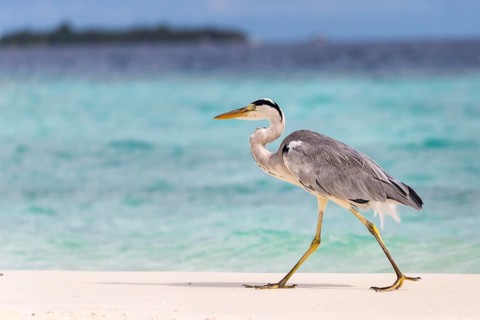 Grey Heron