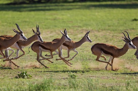Springboks