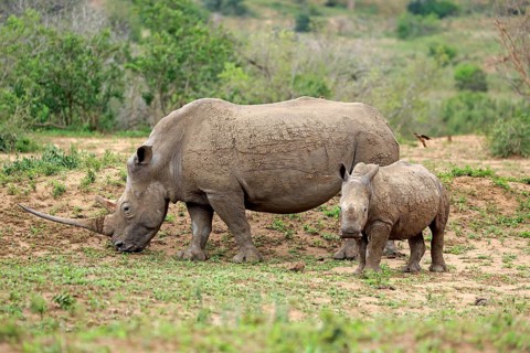 White rhinoceroses