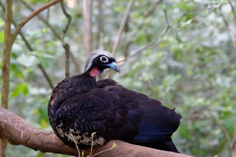 Black-Fronted Piping-Guan