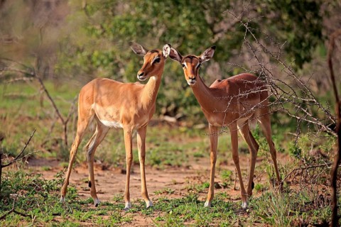 Impala