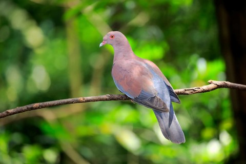 Maranon pigeon