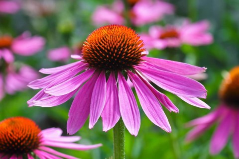 Narrow-leaved purple coneflower