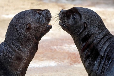 Two South American sea lionn