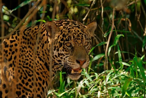 Jaguar