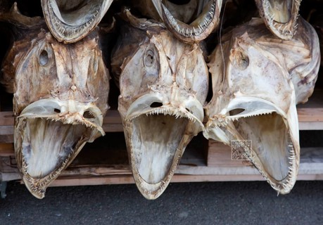 Dried heads from Atlantic cod