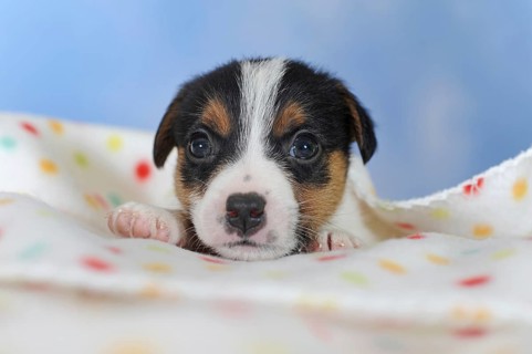 Jack Russell Terrier