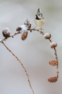 Crested tit